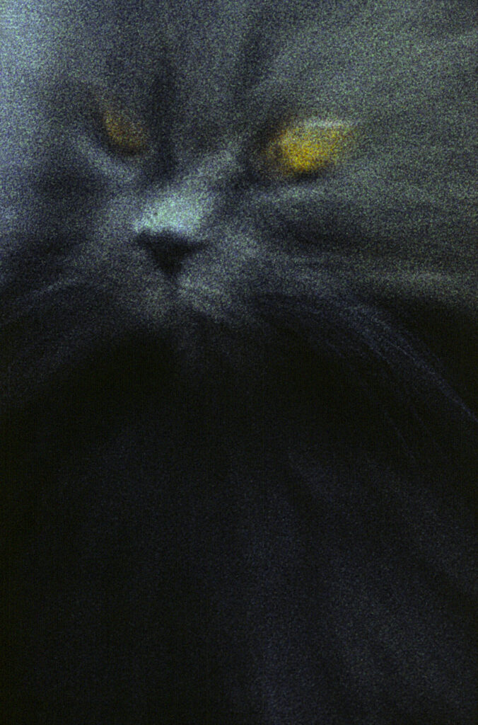 1986 Sbrana Piero Cat - "Il Mosso"