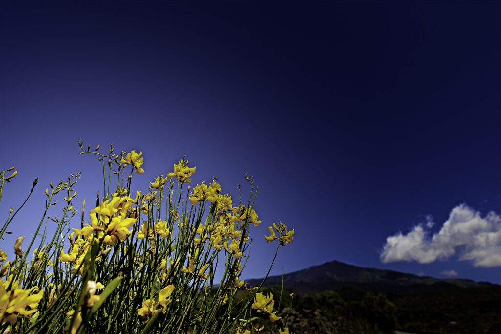 2018_La Ginestra dell’Etna_ 20×30, foto fine art, paesaggio - Sebastiano Cosimo Auteri